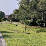 New Trees along Aquarina Blvd