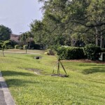 New Trees along Aquarina Blvd