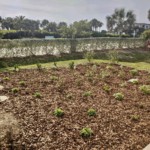 Beach Club Butterfly Garden